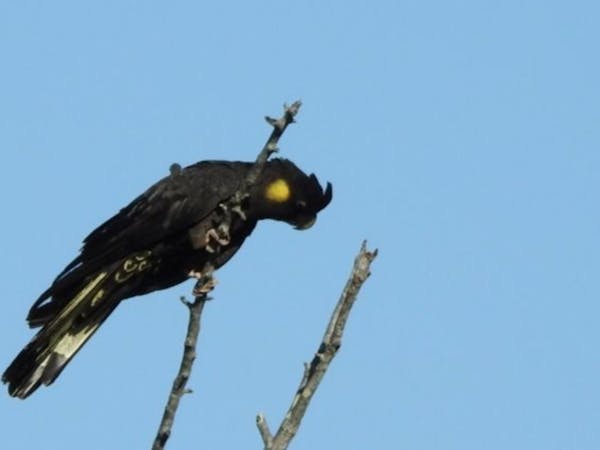 Resident Black Cockatoo Resident Black Cockatoo