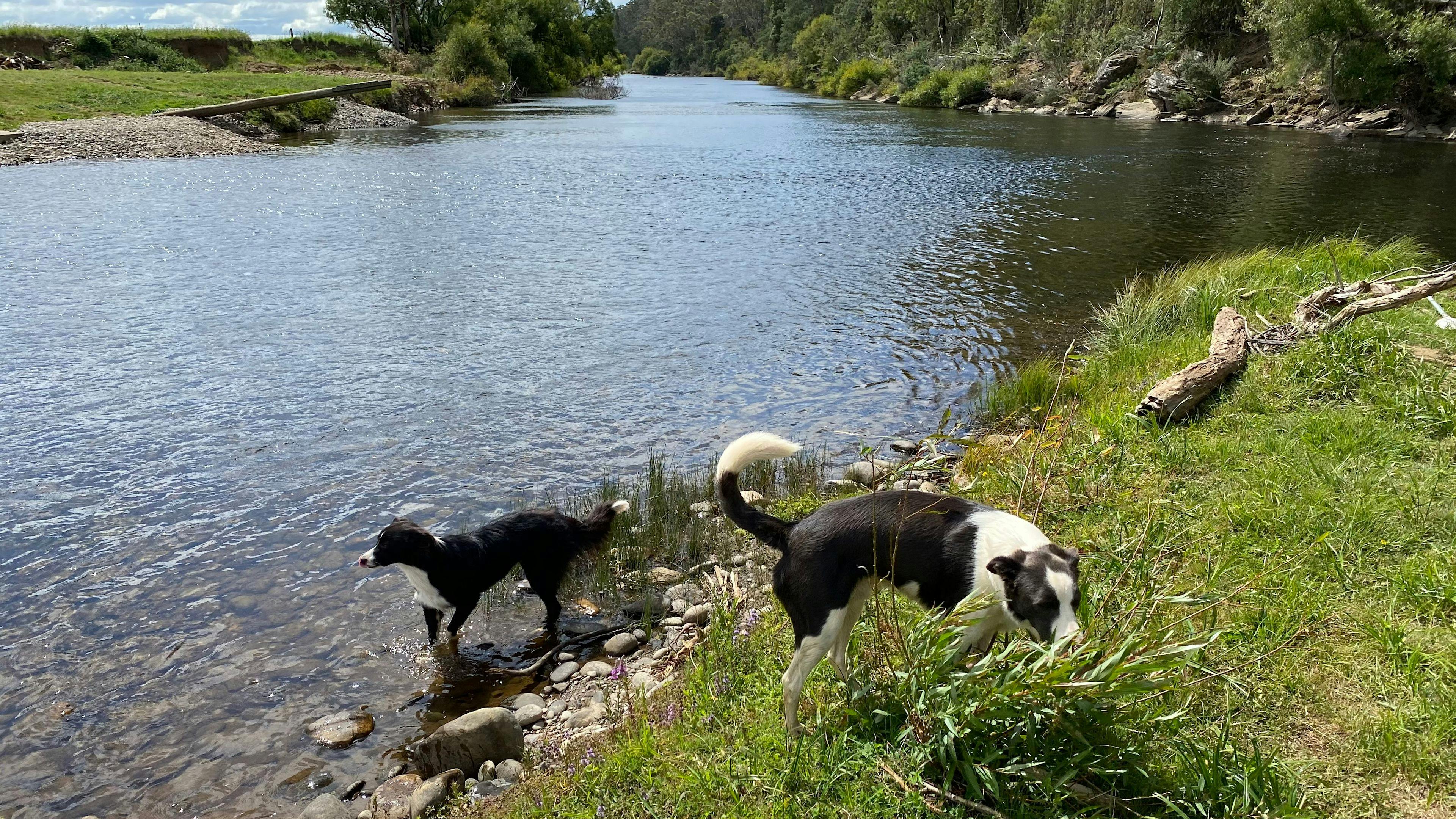 Our dogs playing in the river