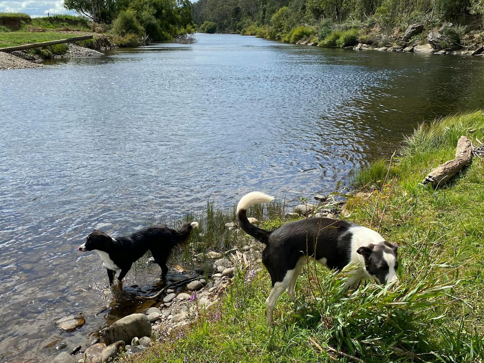 Our dogs playing in the river