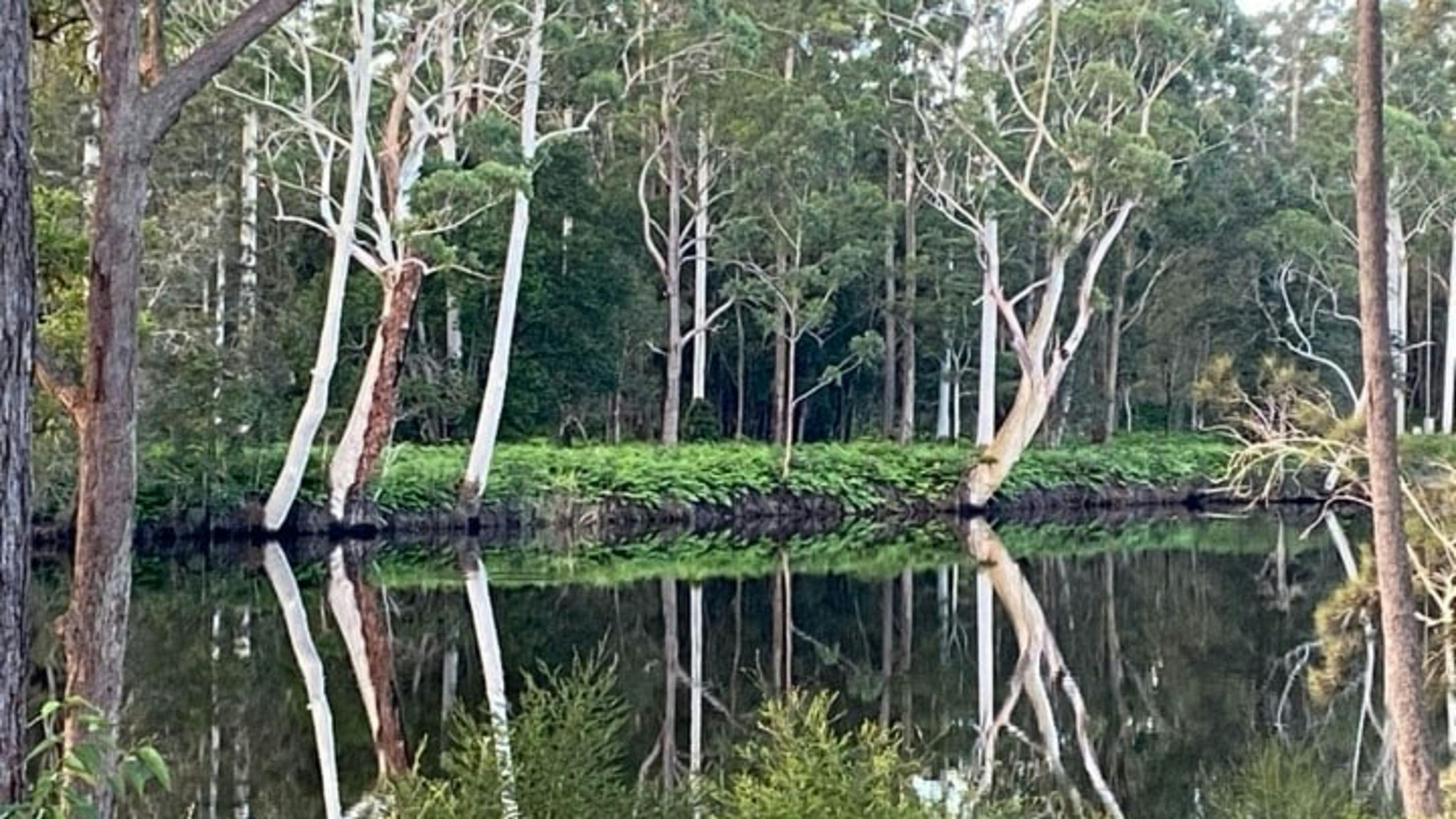 고요한 리버댄스 나비악