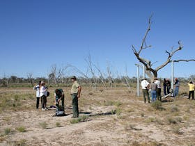 Sturt's tree walk