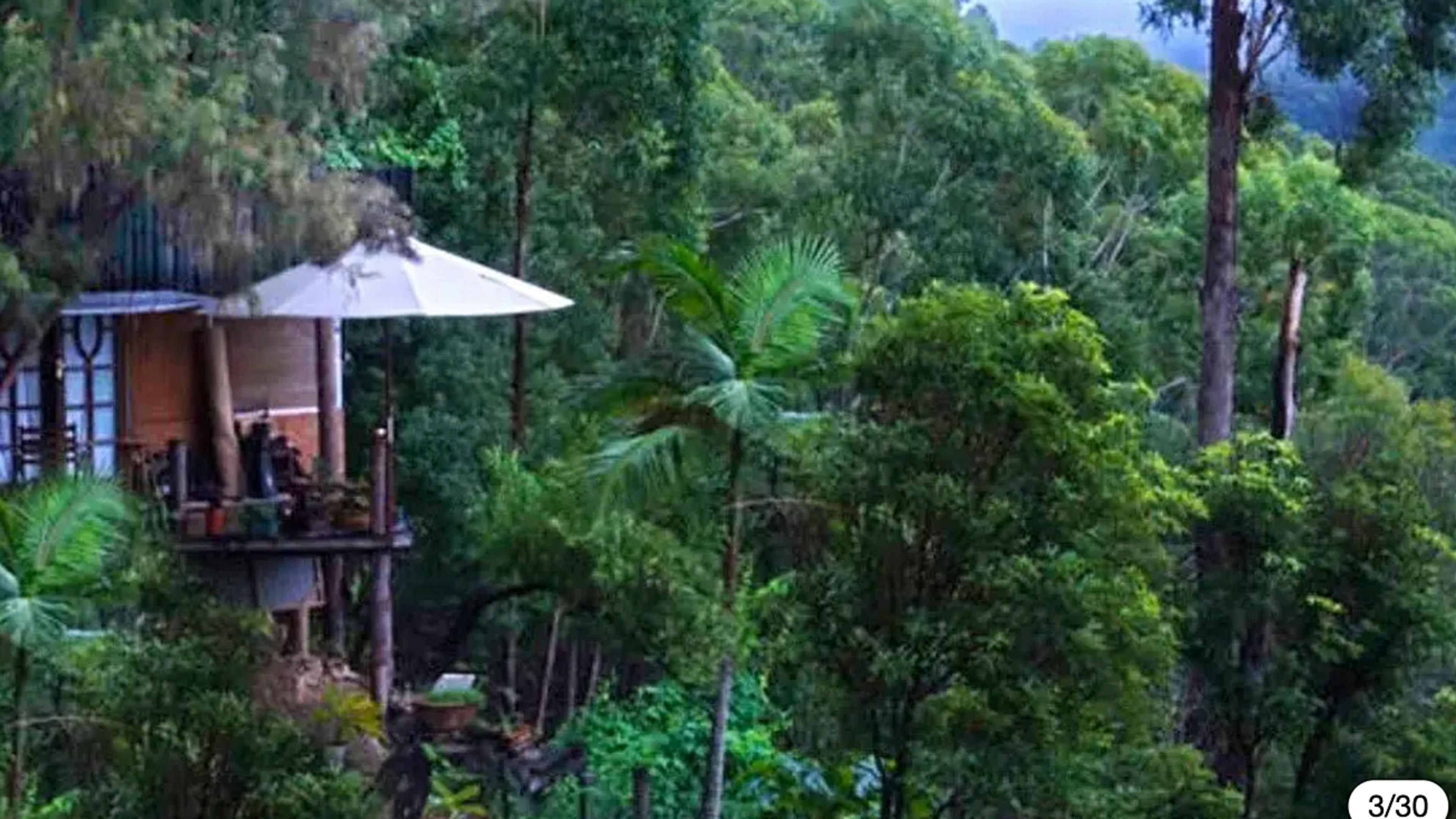 ツリーハウスのツリーポッド