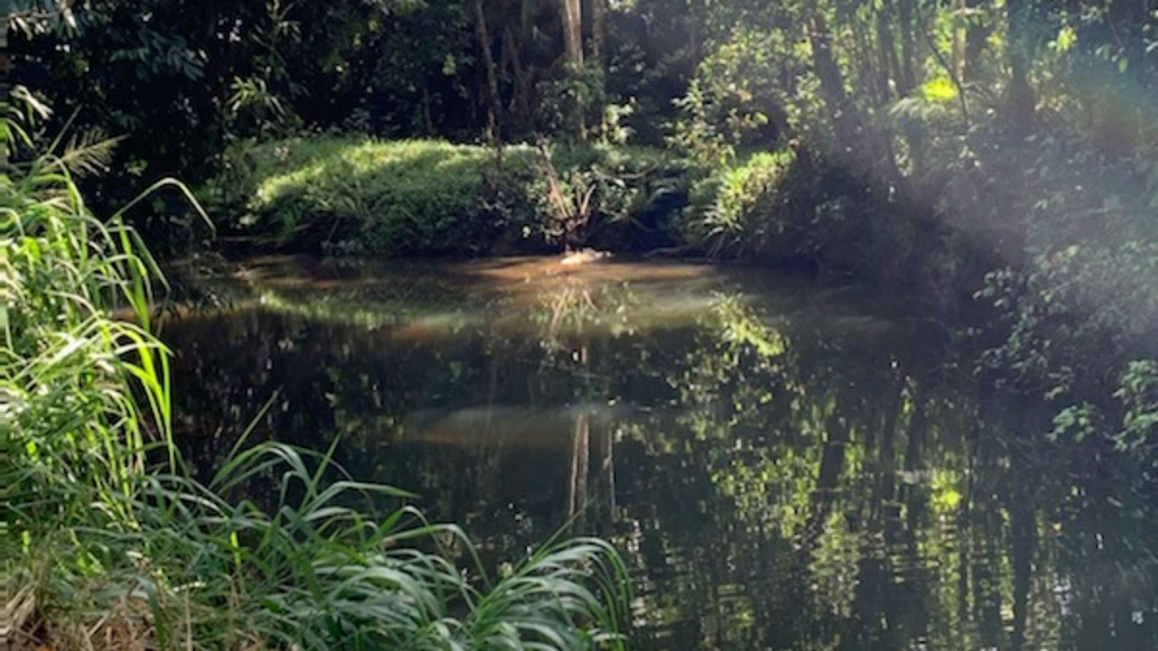 Tropical Woopen Creek Camping