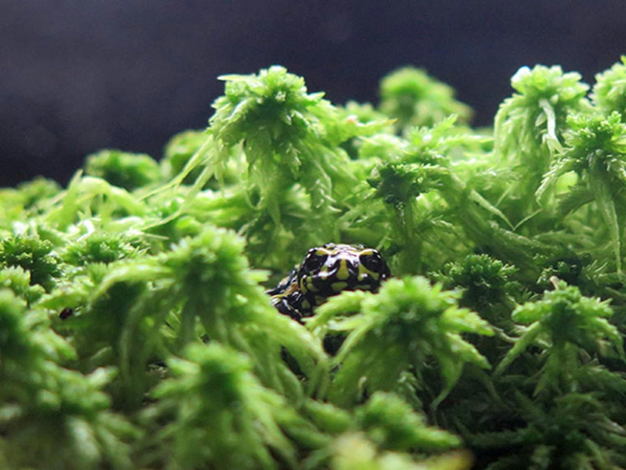 Corroboree frog display at Tumut Visitor Centre, near Kosciuszko National Park. Photo: Elinor