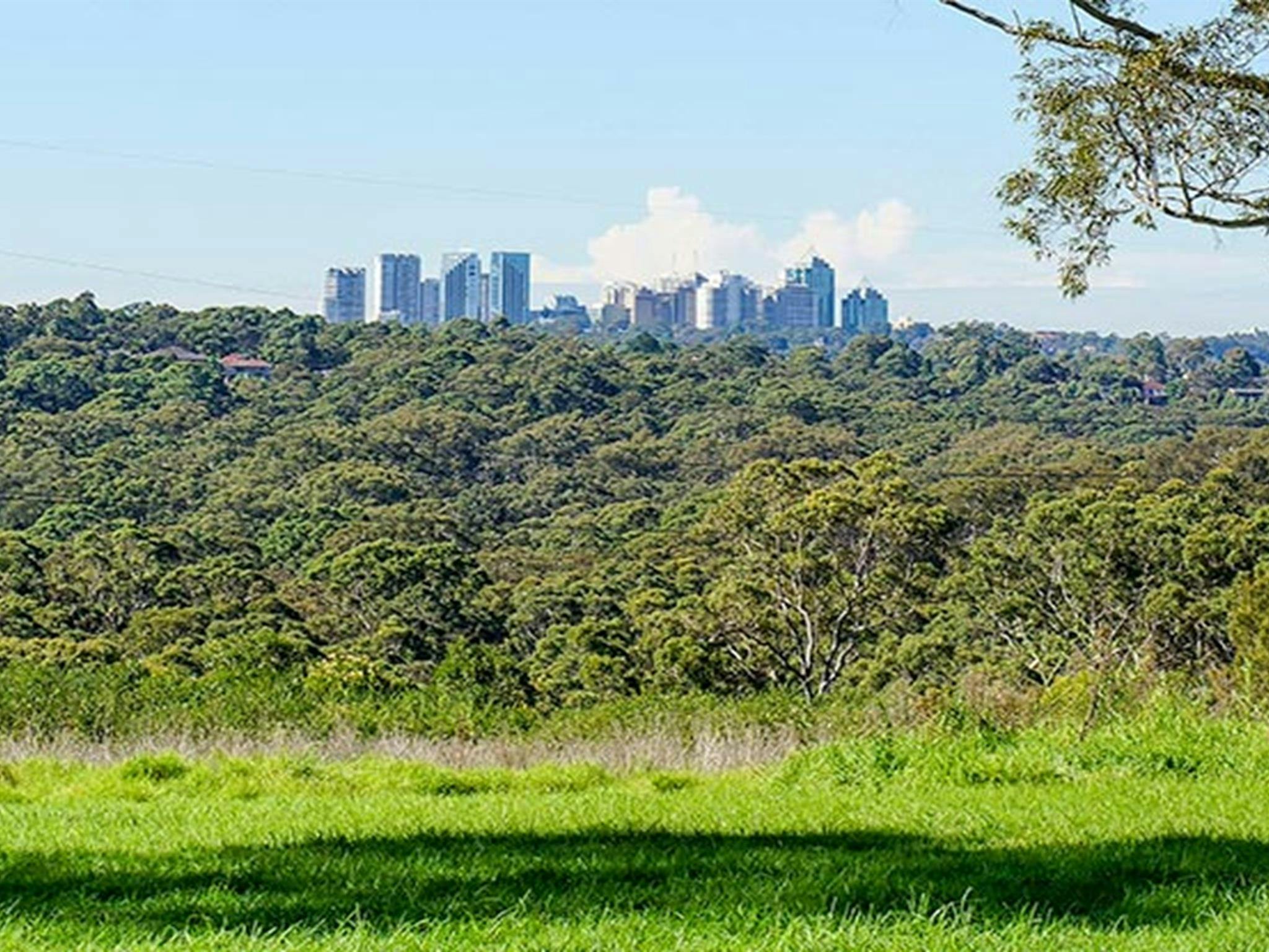 View of the Chatswood skyline from Tunks Hill picnic area in Lane Cove National Park. Photo: OEH