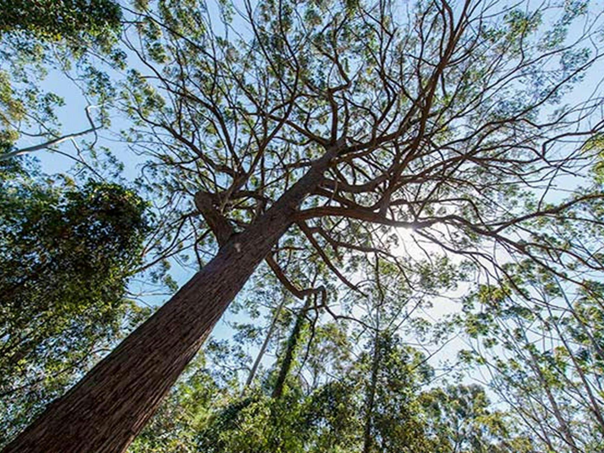 Turners walking track, Watagans National Park. Photo: John Spencer &copy; OEH