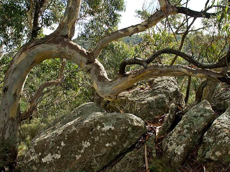 A twisted snow gum next to boulders in Mount Canobolas State Conservation Area. Photo credit: Boris