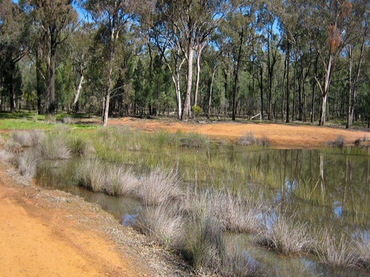 Two Dams picnic area, Ben State Conservation Area. Photo: M Bannerman/NSW Government