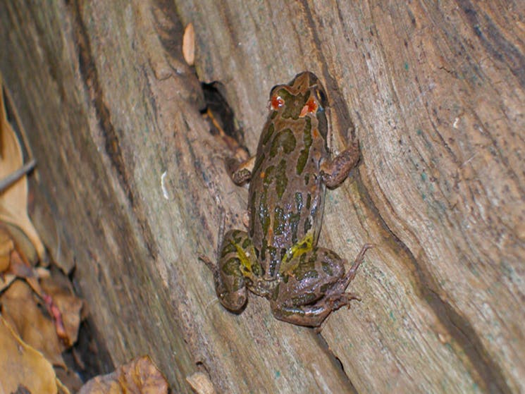 Barking Marsh Frog, Two Dams picnic area, Beni State Conservation Area. Photo: R Hurst/NSW