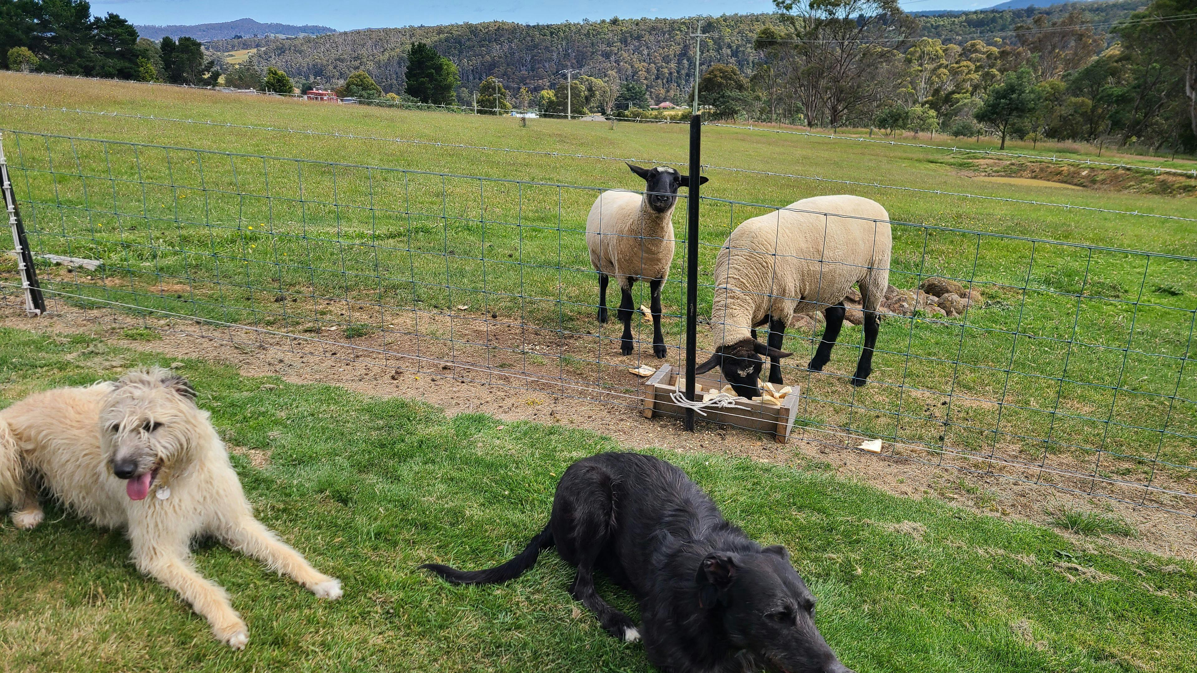 Piggiebillah