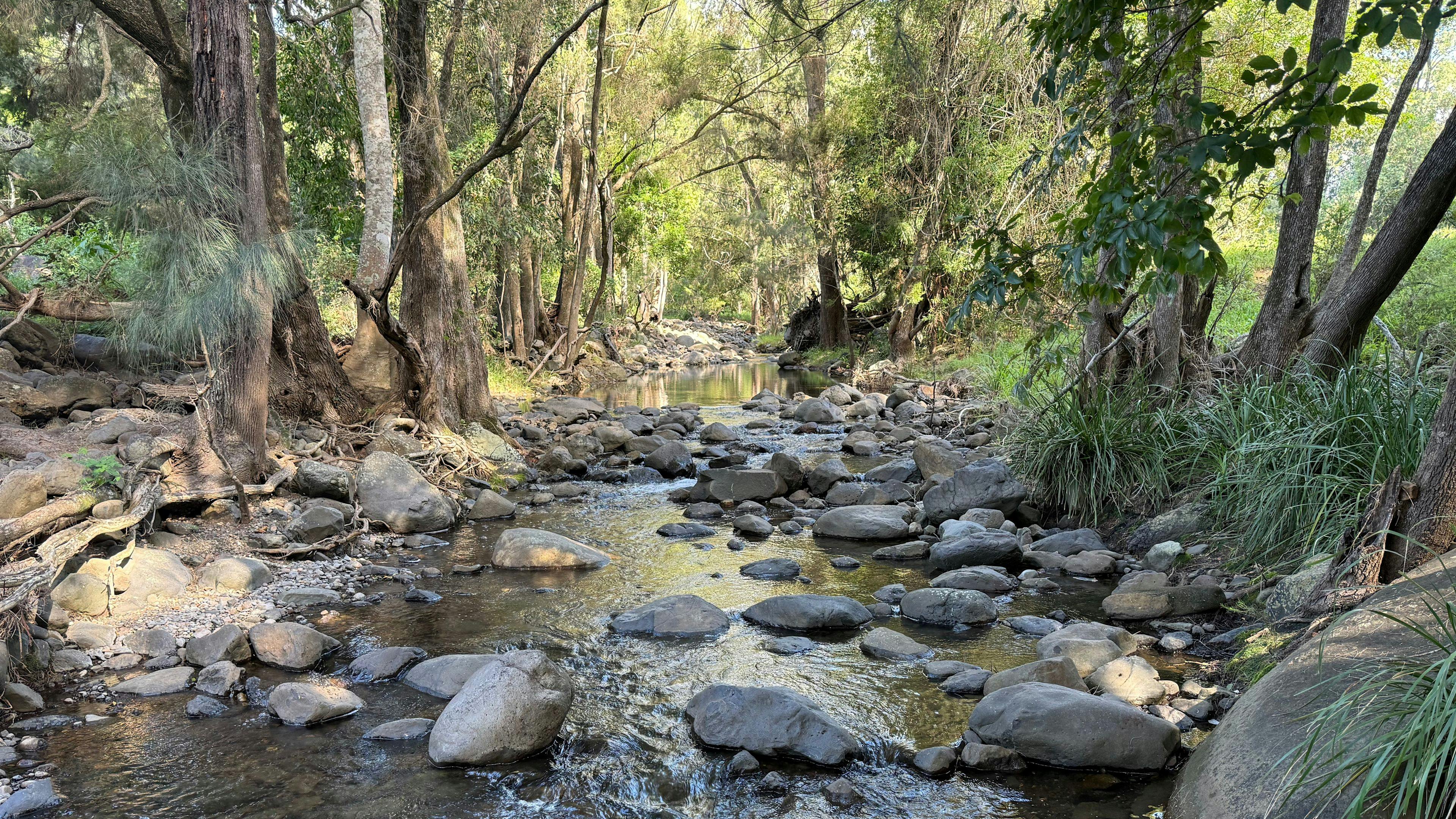 Tyungun At Ferny Glen