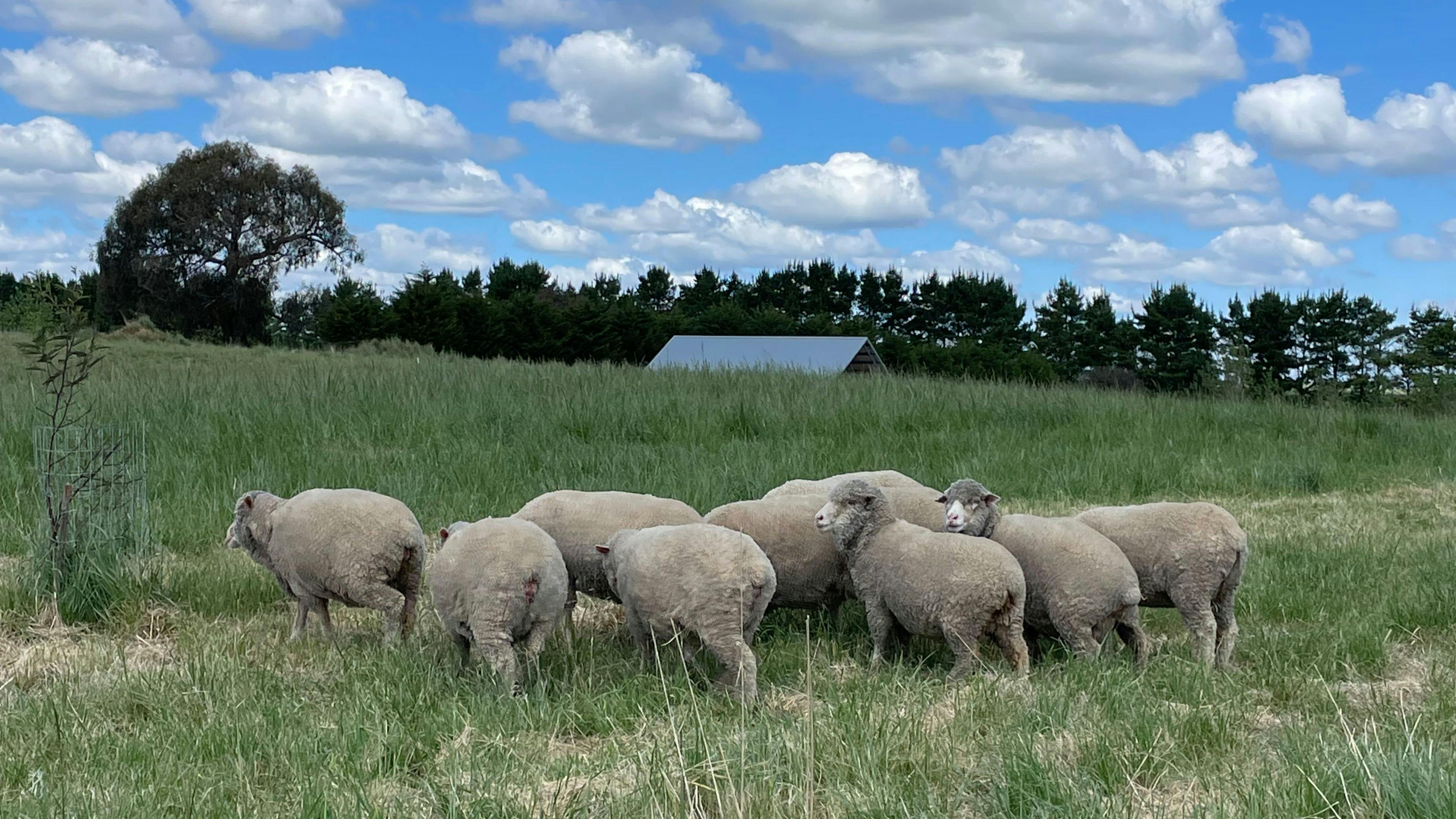 Image for Corella Farm