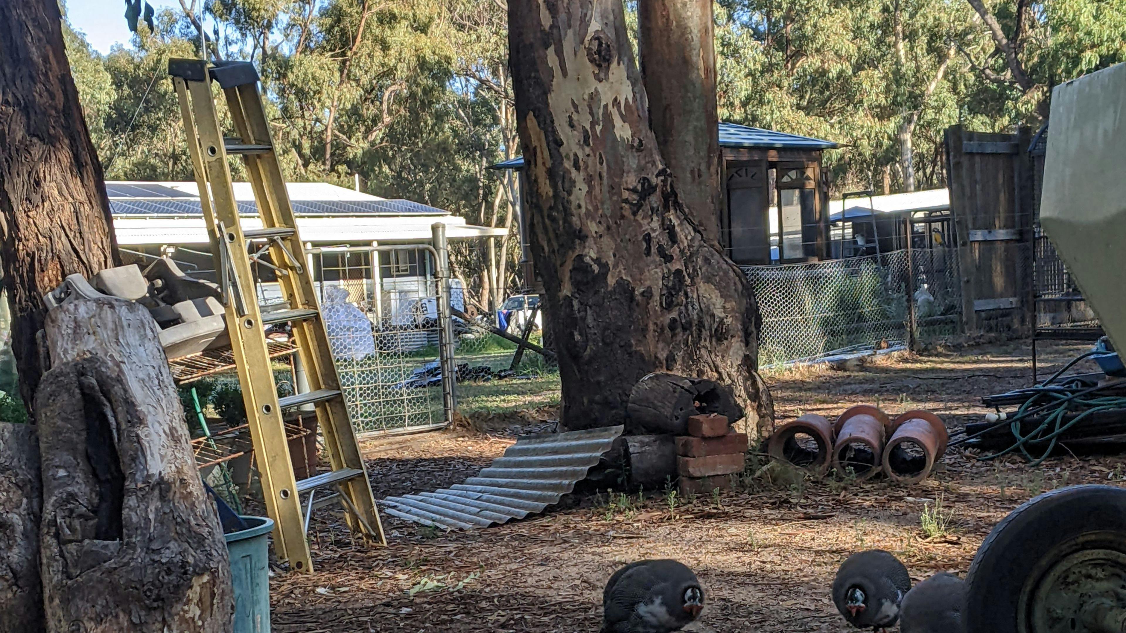 Crazy Critters Sanctuary