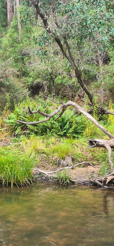Beautiful natural Micalong creek.