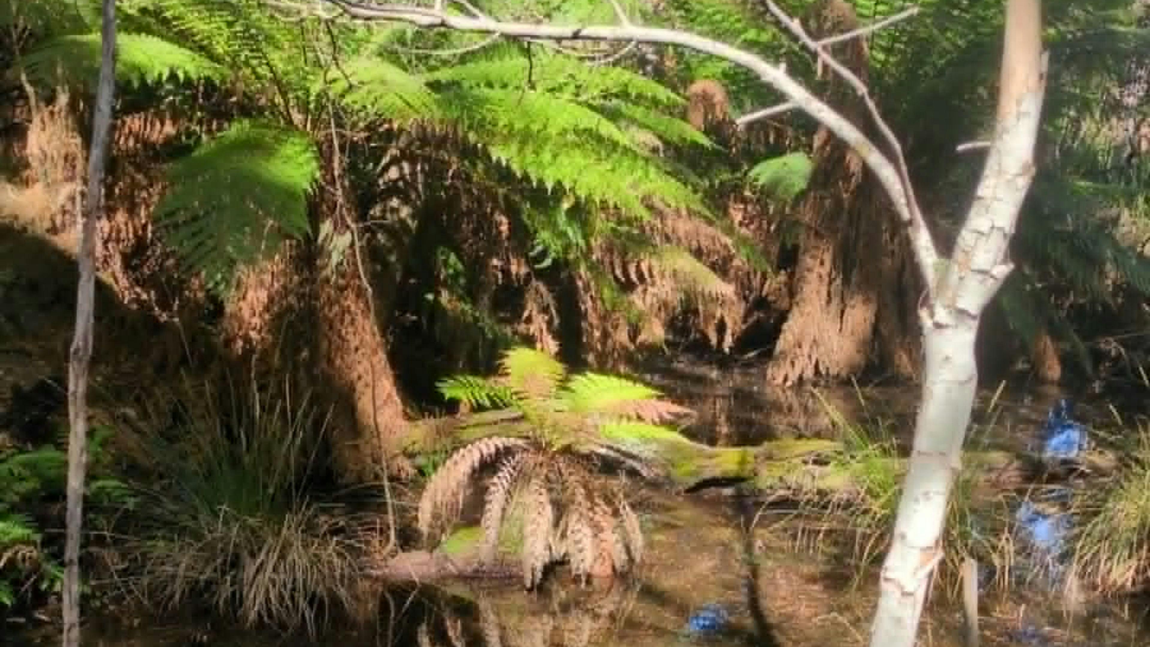 Pandora Valley