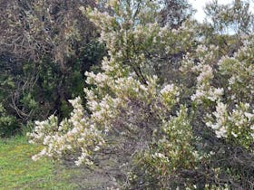 Red Gum Park