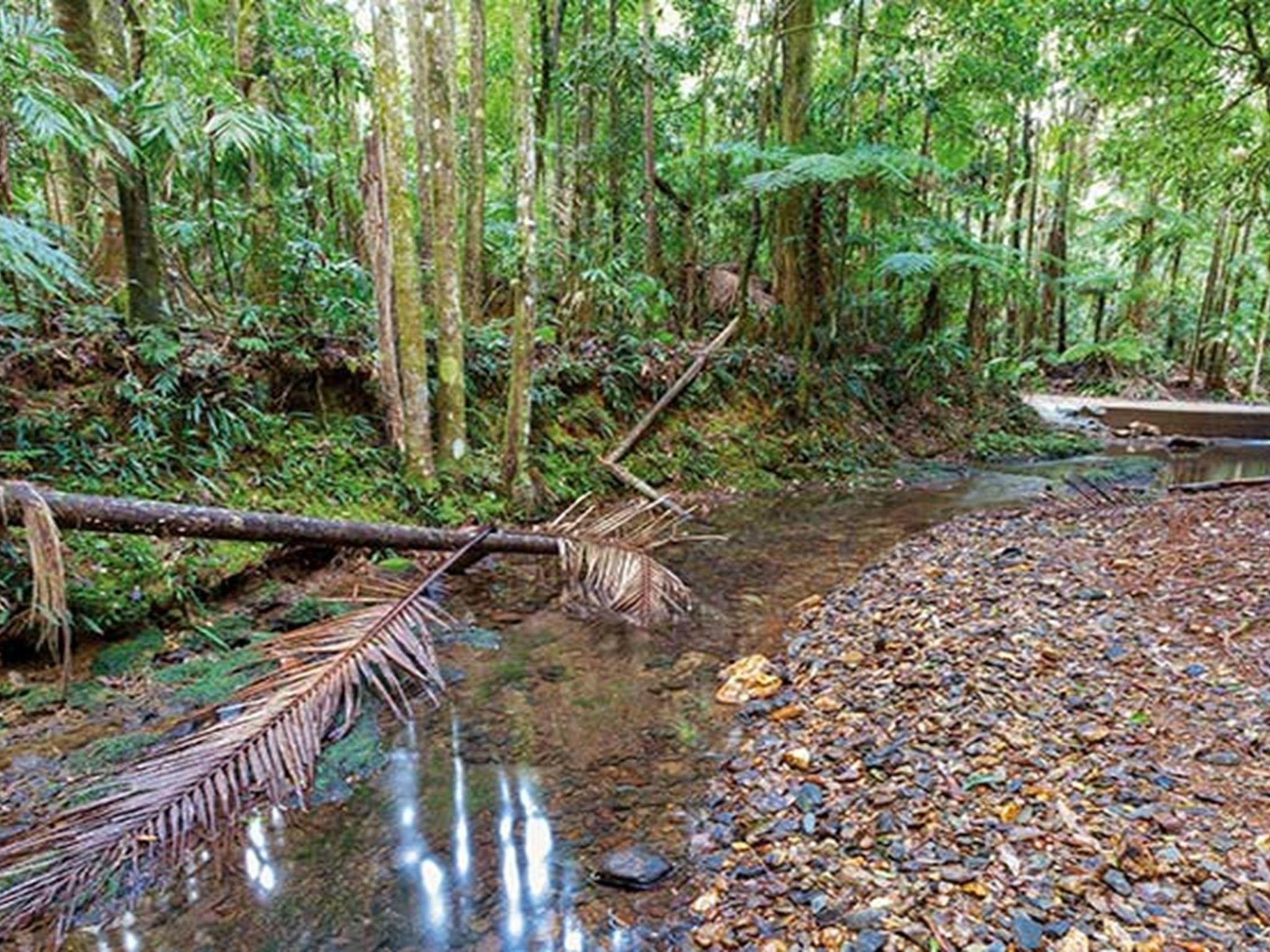 Palmengesäumter Regenwald im Ulidarra-Nationalpark. Foto: Robert Cleary © DPIE