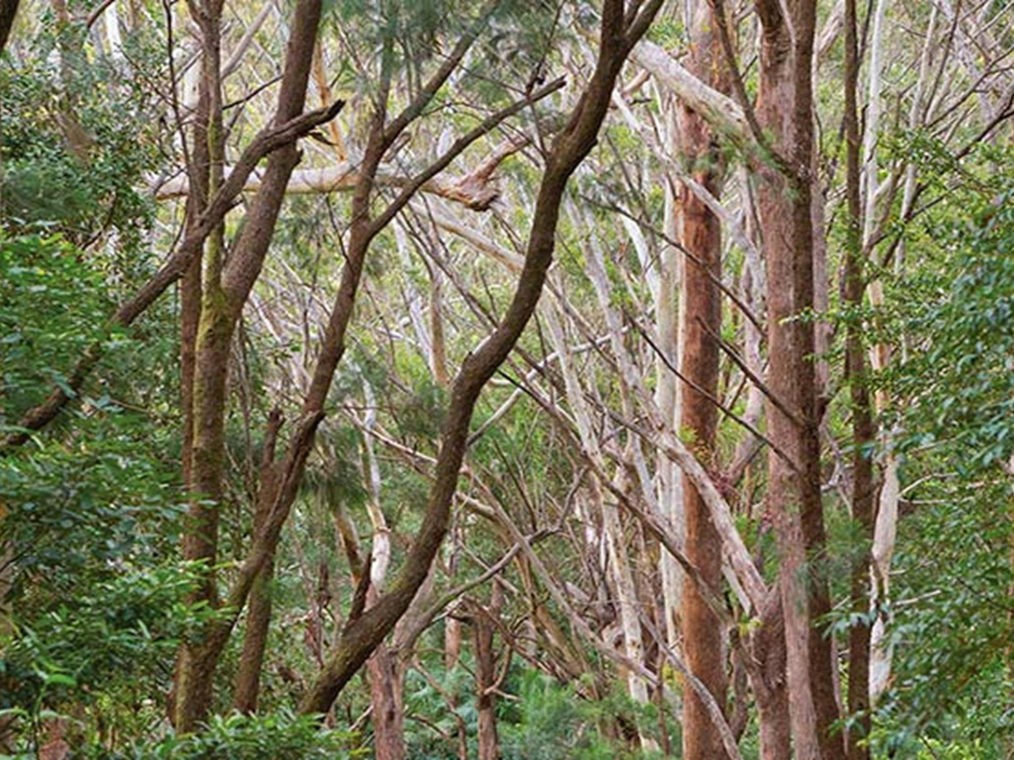 Buschland, Ulidarra-Nationalpark. Foto: Robert Cleary © DPIE