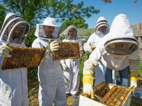 Image for Urban Beekeeping Workshop for Beginners