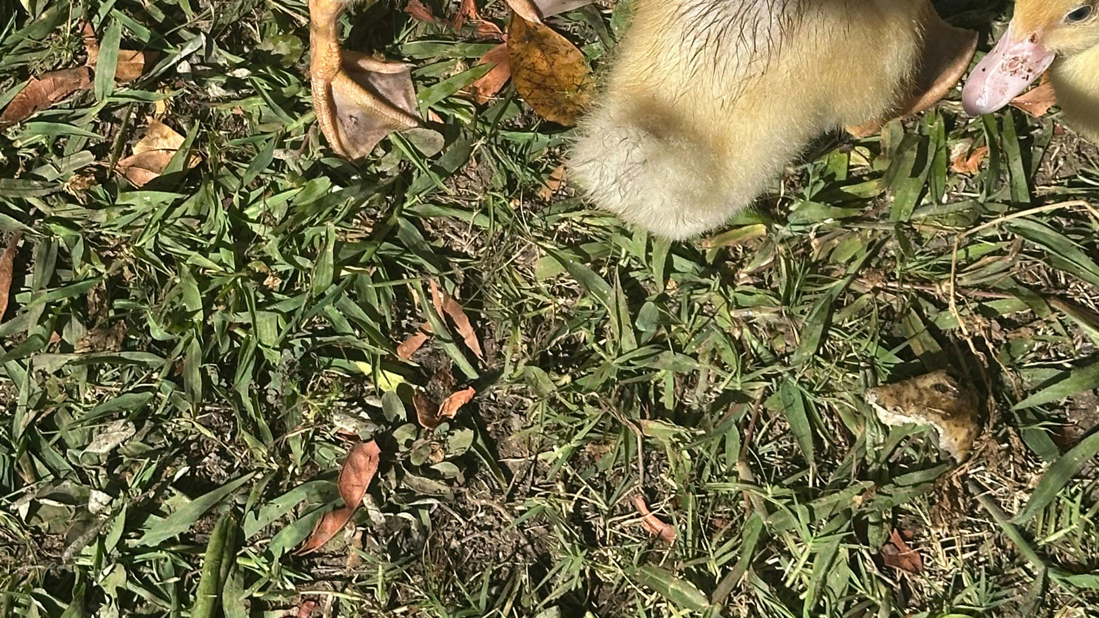 Therapy Animals Park