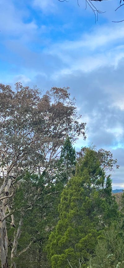 Bush Rest for Canberra Adventure