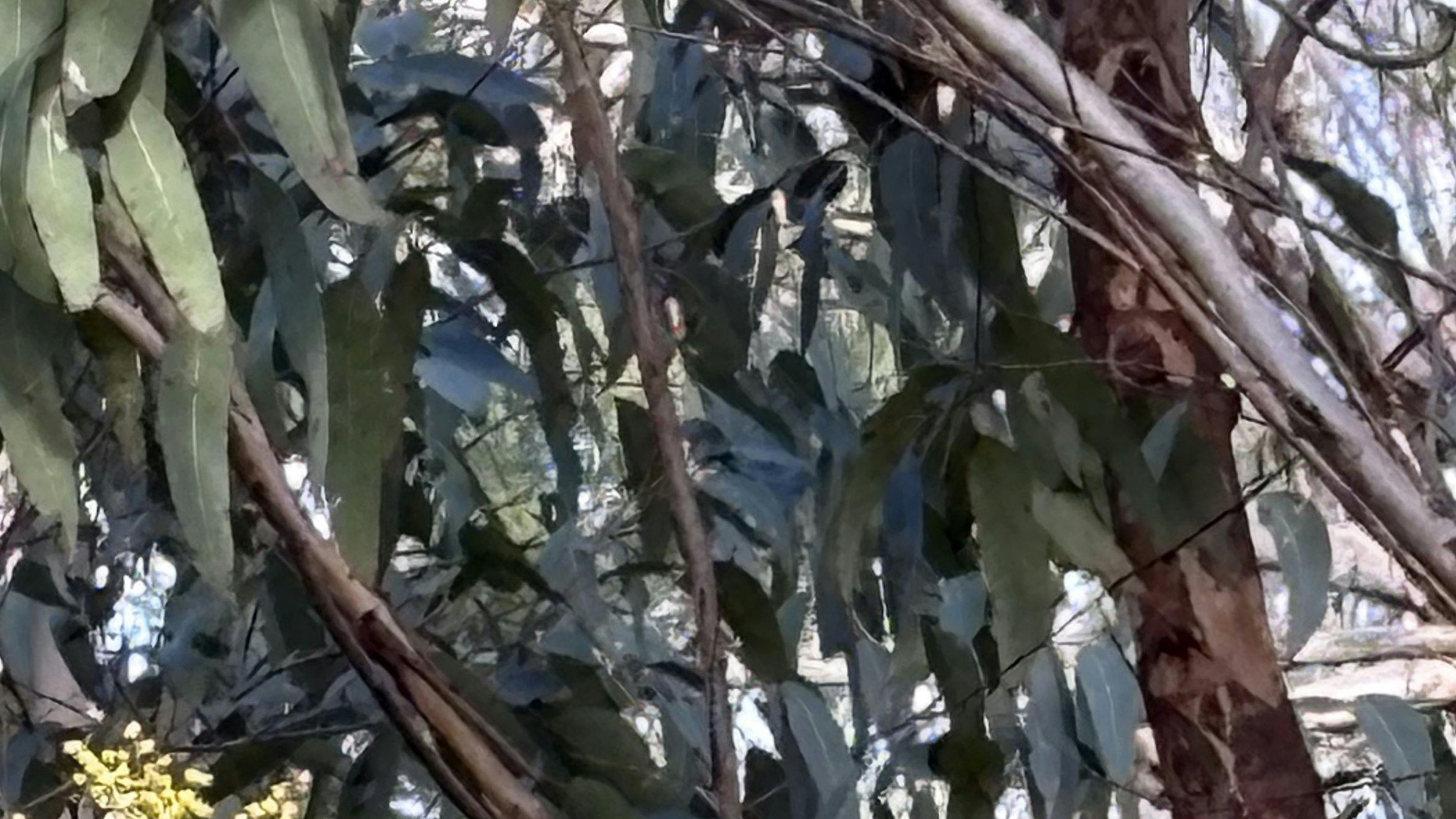 First Gold ! Not quite the Socceroos. Wattle netted 17 June. Wollombi Springs set to explode in Green and Gold