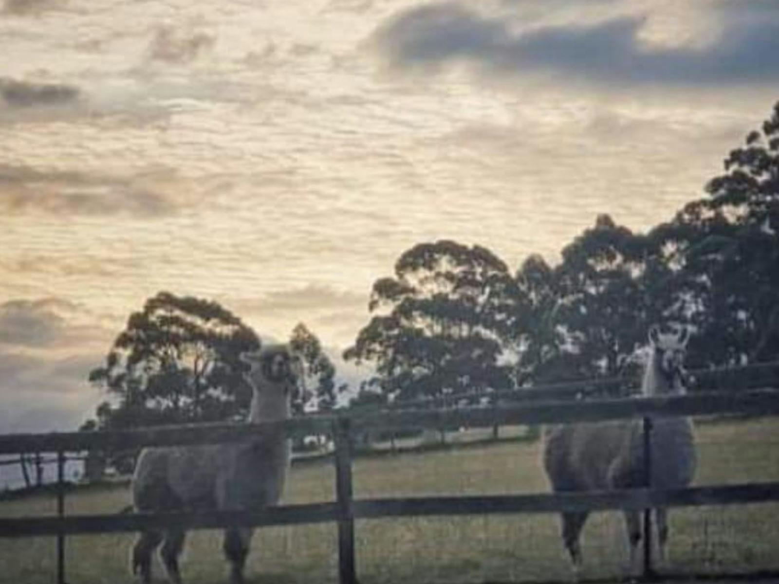 Jarek Springs Shangrila