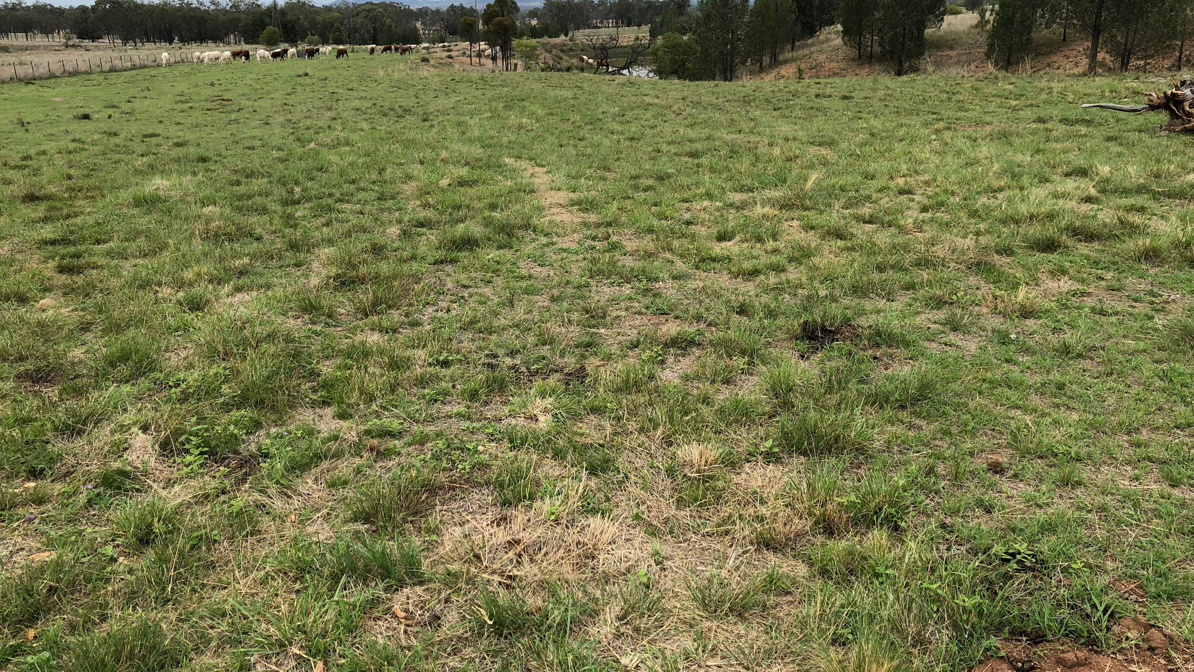 Valley Heights Texas QLD Bush Camp