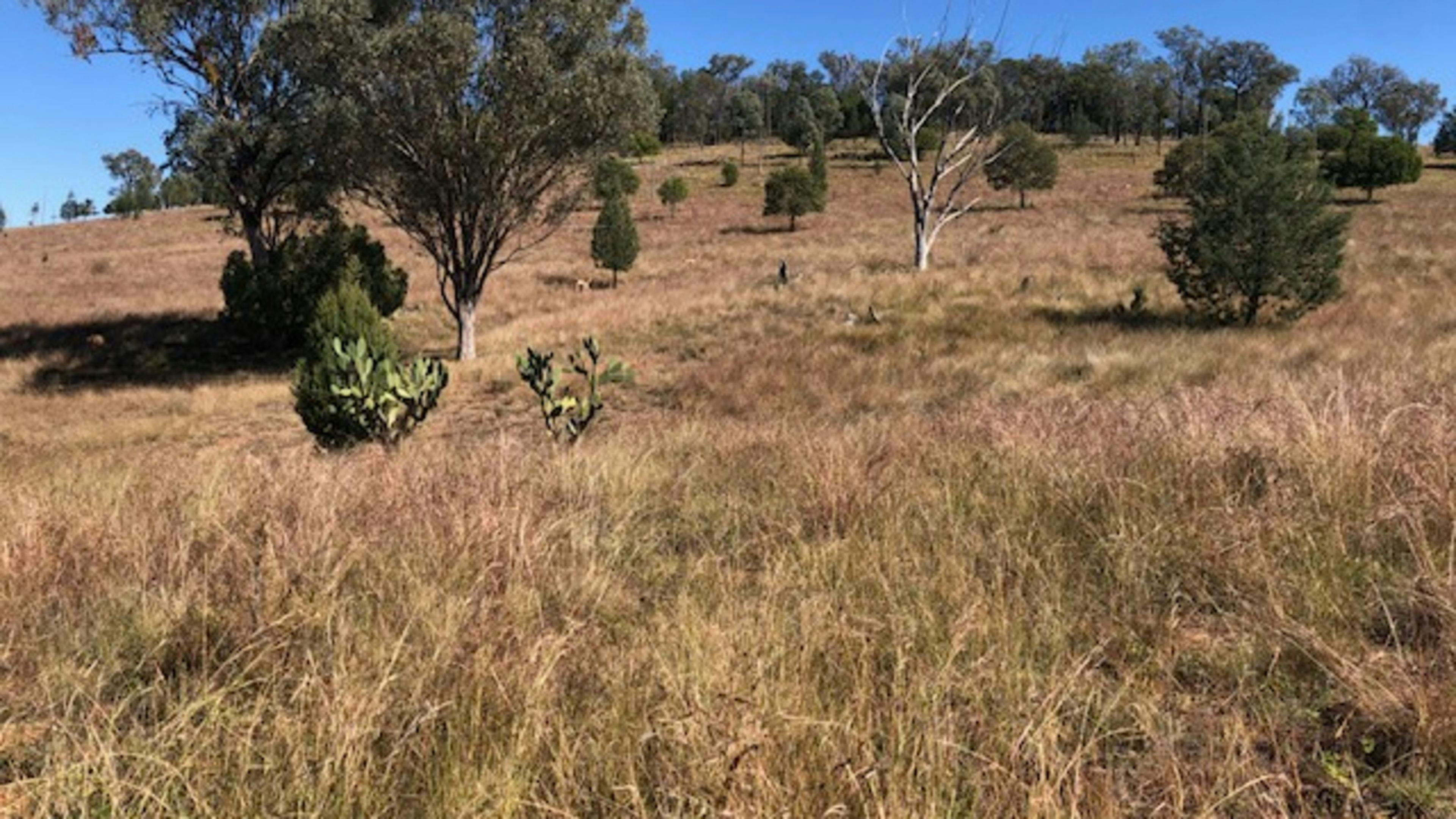Valley Heights Texas QLD Bush Camp