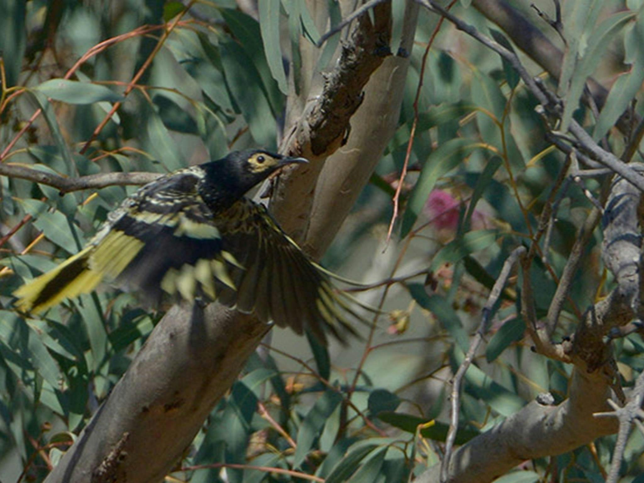 Ein Prachthonigfresser fliegt an einem Eukalyptusbaum vorbei. Foto: Bruce Thompson/OEH