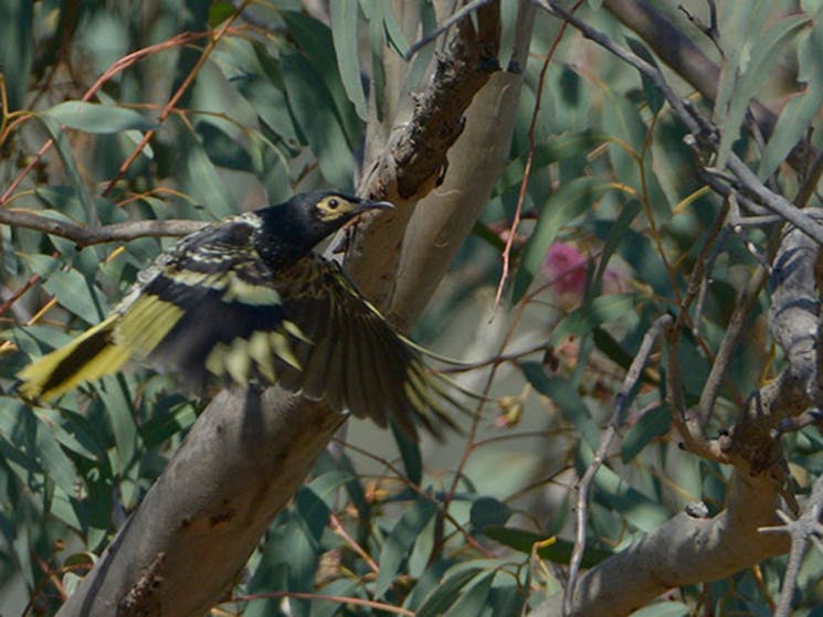 A regent honeyeater bird in flies past a gum tree. Photo: Bruce Thompson/OEH