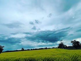 Valrossi on the Gums