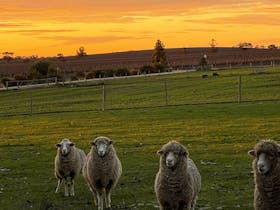 Valrossi on the Gums