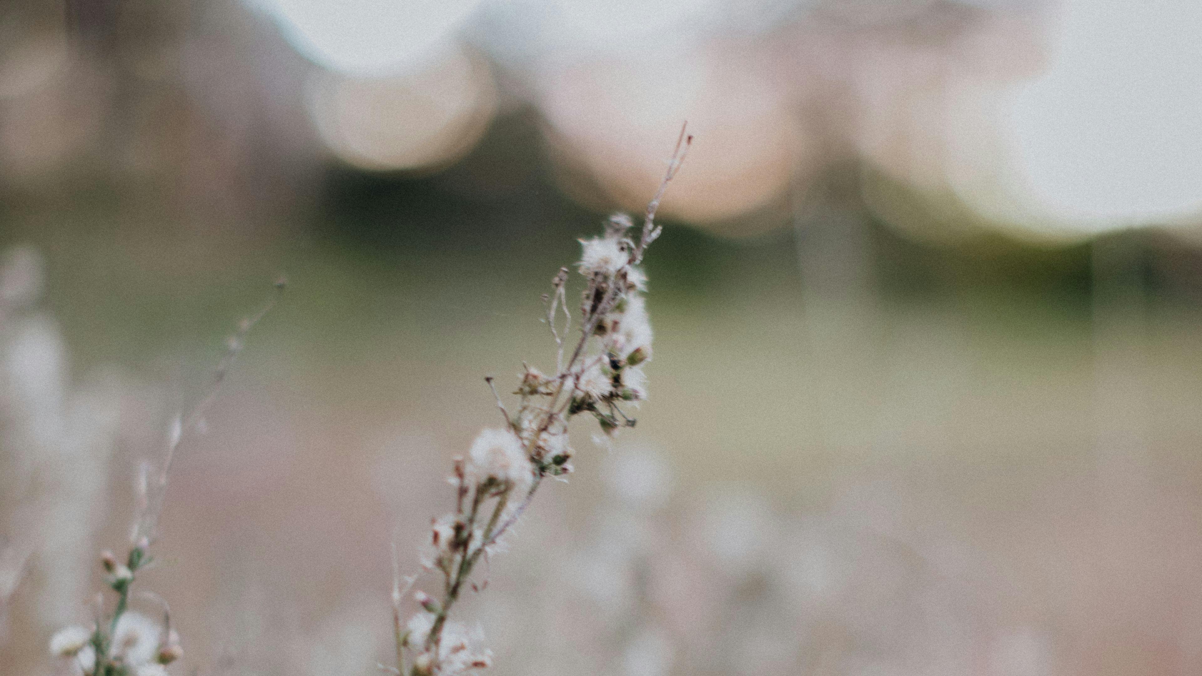 葡萄園裡的貨車