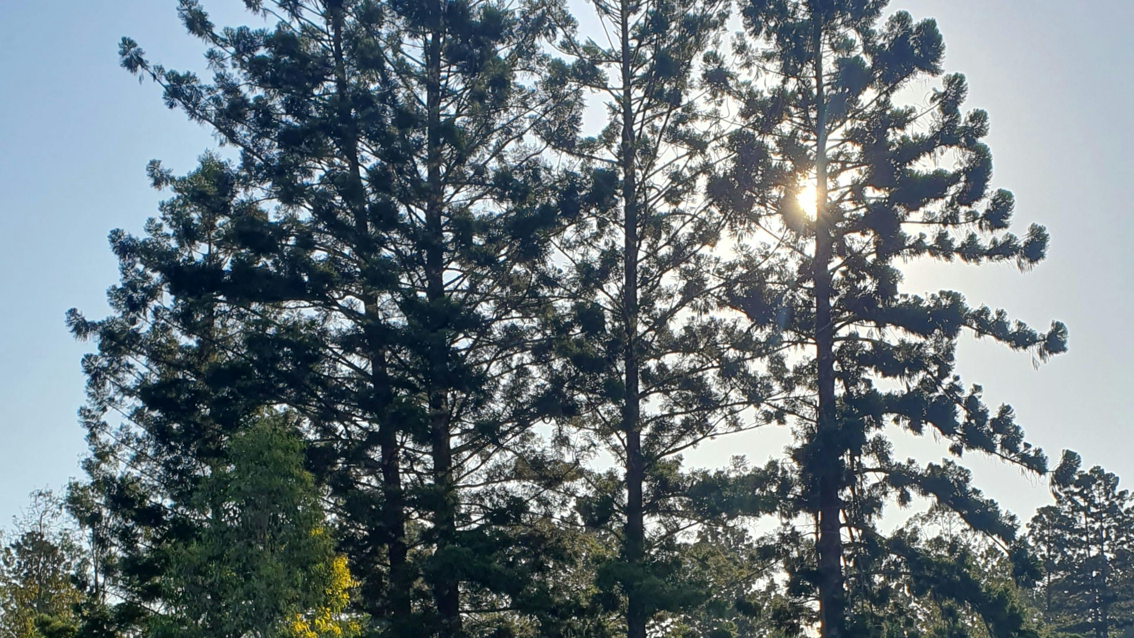 Hoop Pines behind garlic patch