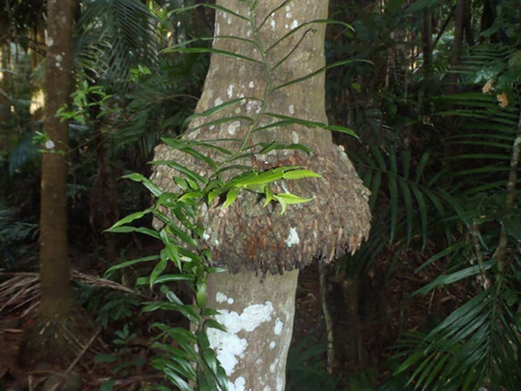Bangalow palm, Victoria Park Nature Reserve. Artist: NSW Government.