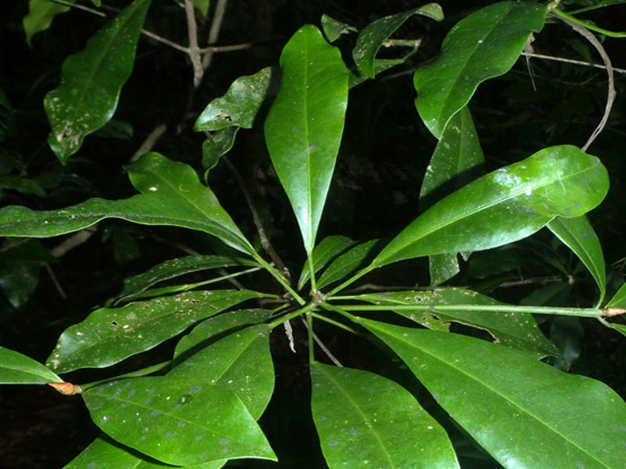 합동 Balogjhia 빅토리아 공원 자연 보호 구역. 아티스트: NSW 정부