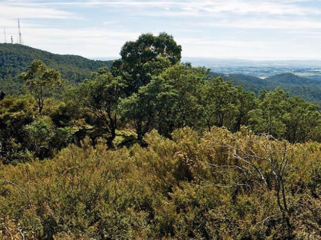 Mount Canobolas State Conservation Area