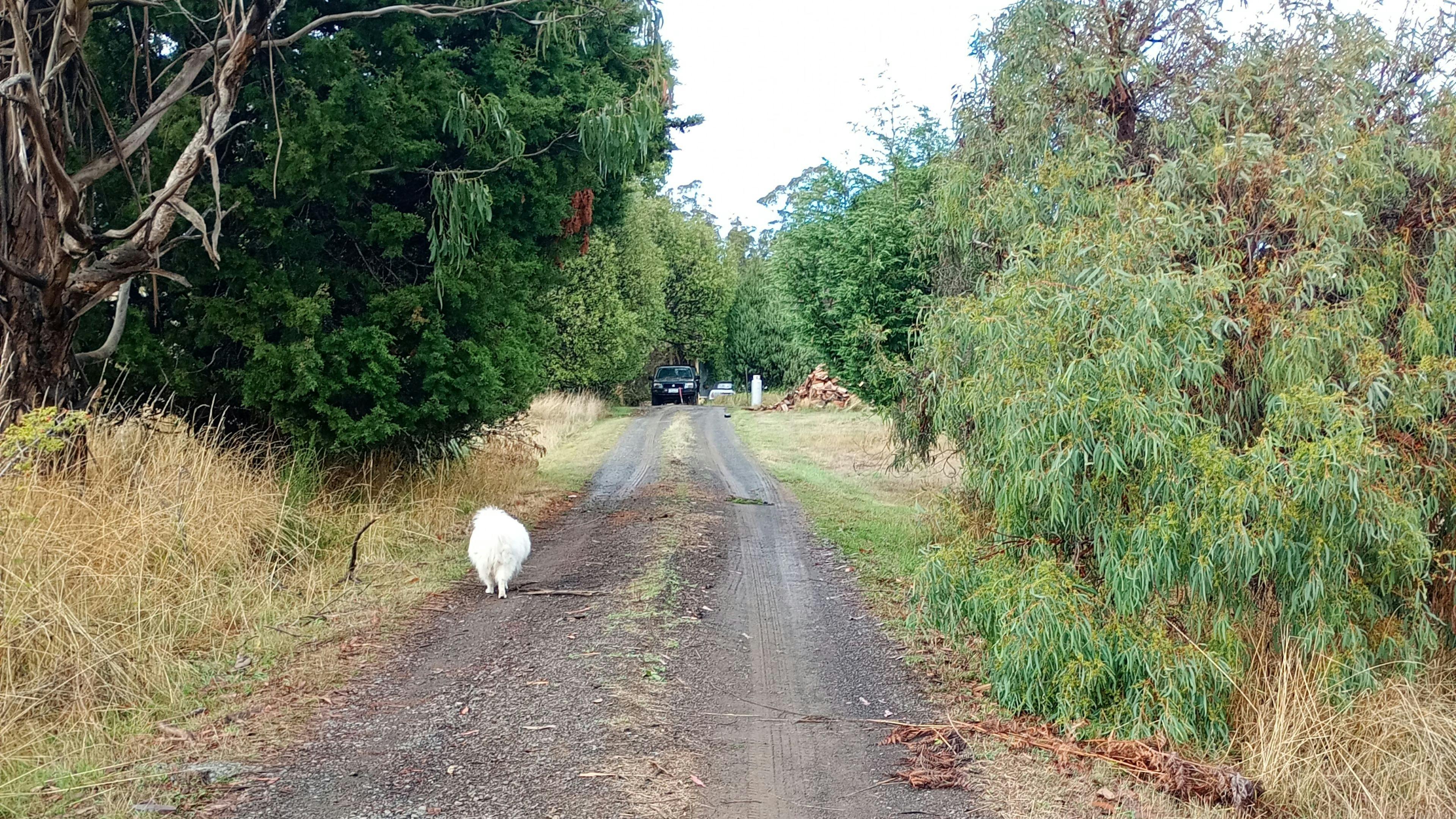 On The Hill in Patersonia campground