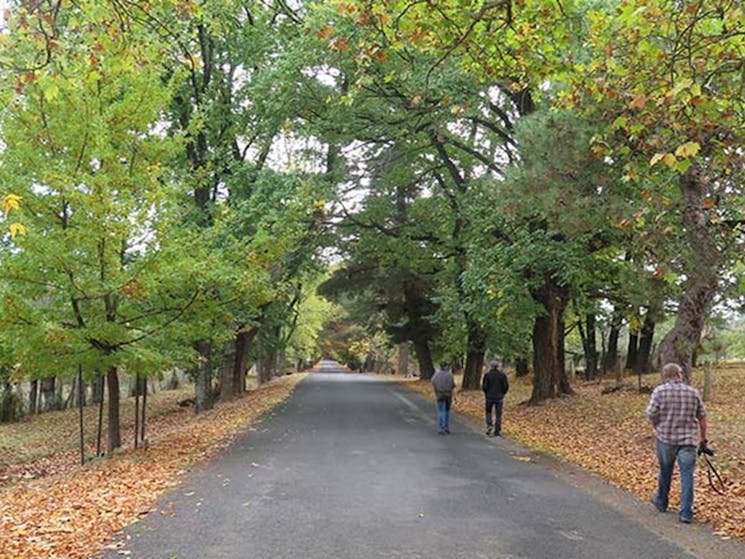 Autumn coloured leaves on trees lining the road into Hill End Historic Site. Photo: E Sheargold/OEH