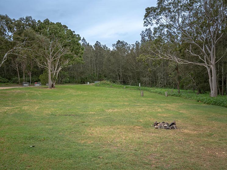 Grassy campsites set amongst trees at Violet Hill campground and picnic area in Myall Lakes National