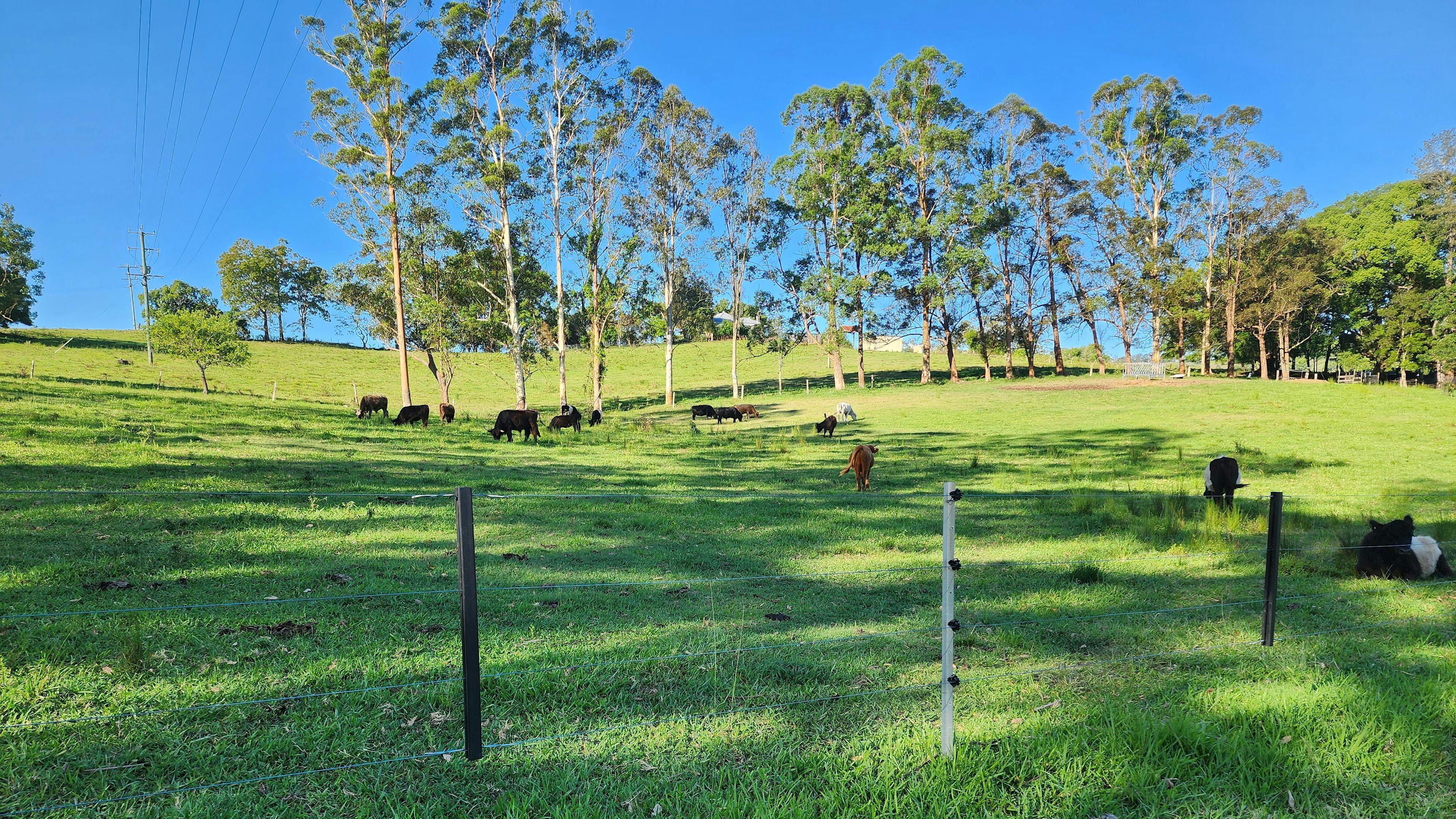 Highland Cow Farm