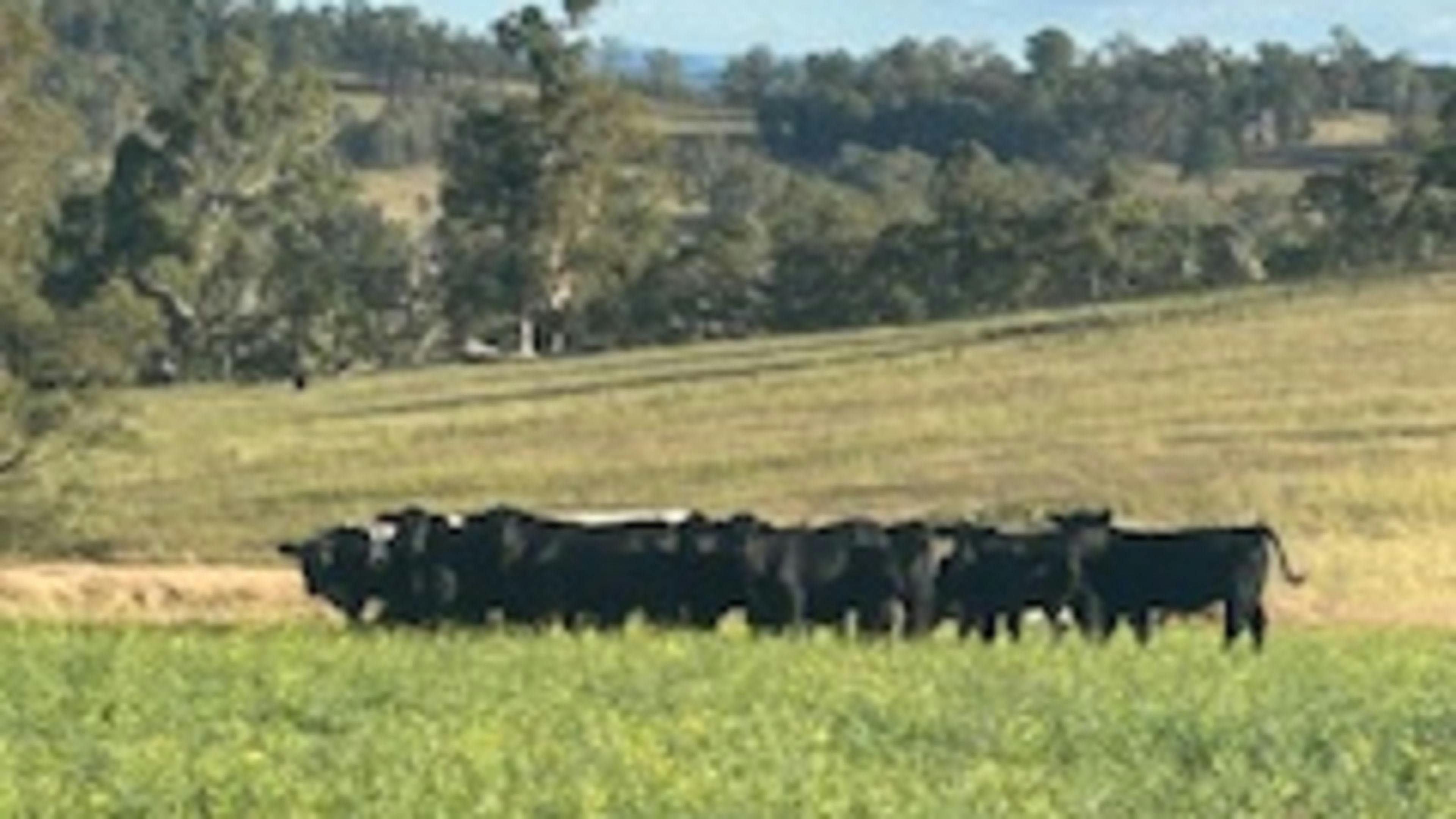 Bowrunga