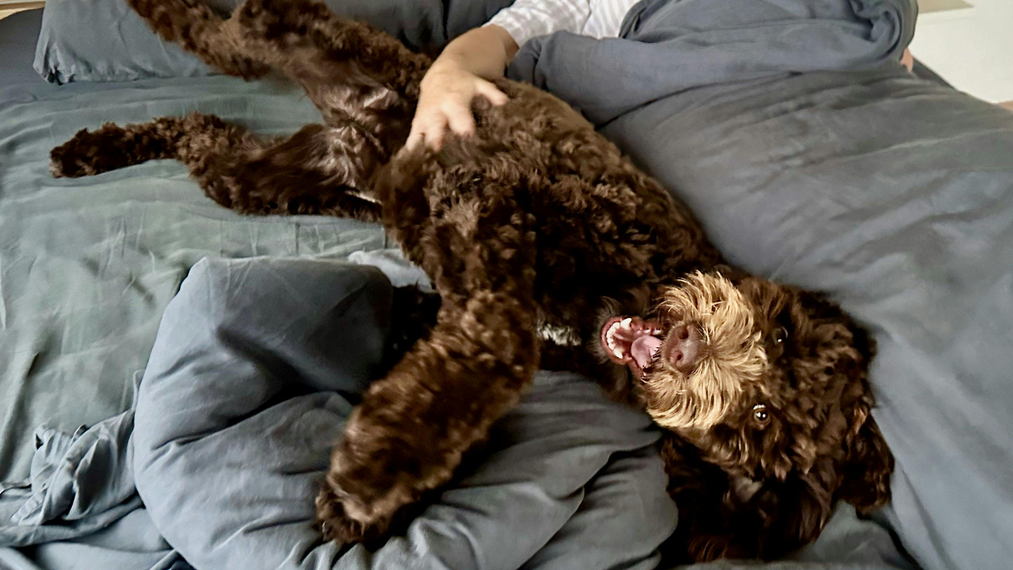 저는 라나입니다. 9개월 된 포인터/푸들 믹스견이에요. 라나는 여러분을 아주 열렬히 환영할 거예요.