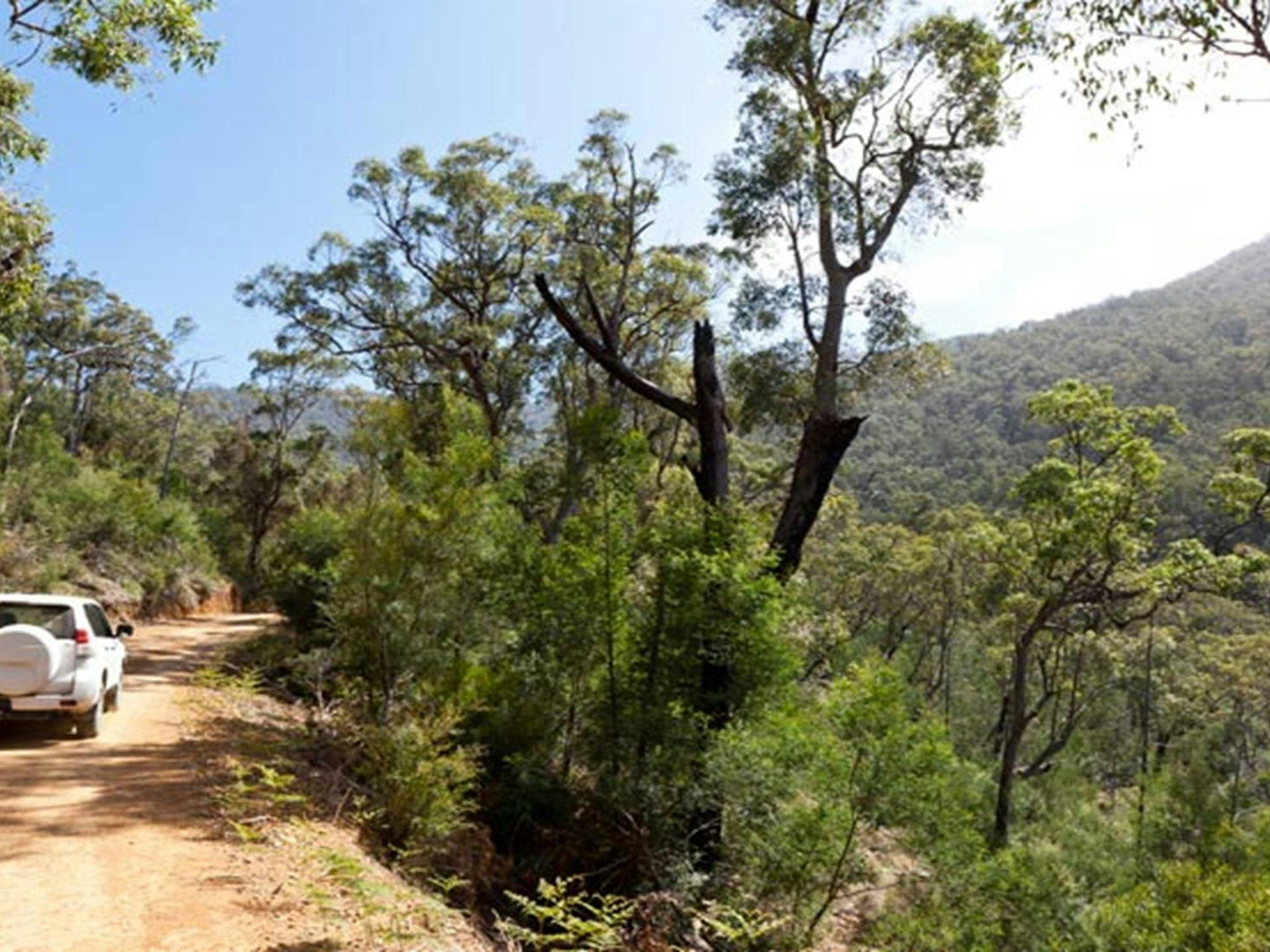 Wadbilliga Road Drive, Wadbilliga 국립공원. 사진: Lucas Boyd Photography/NSW 정부