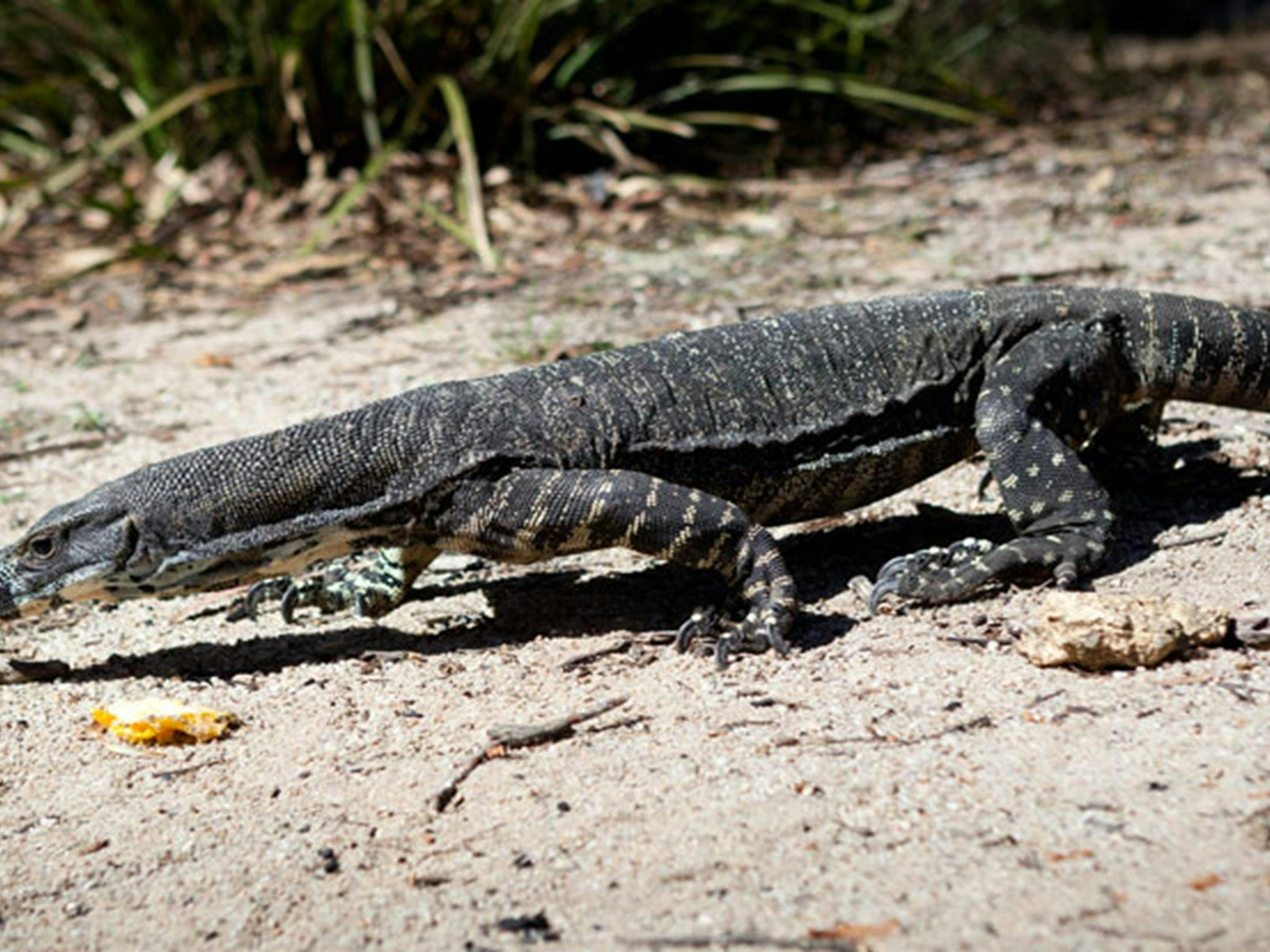 Wadbilliga-Nationalpark. Foto: Lucas Boyd Photography/Regierung von New South Wales