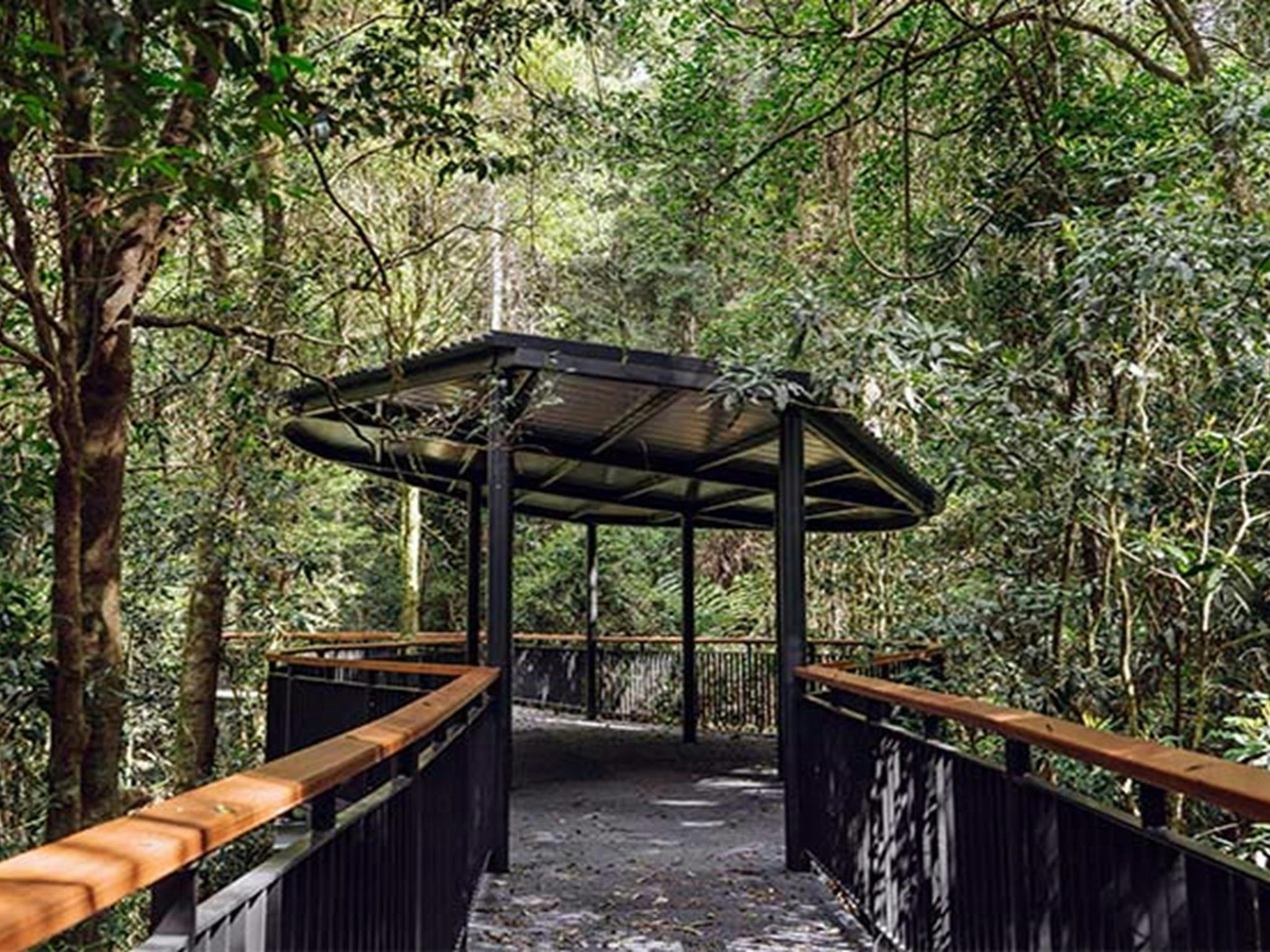 Bohlenweg „Walk with the Birds“, Dorrigo-Nationalpark. Foto: Jay Black © DPE