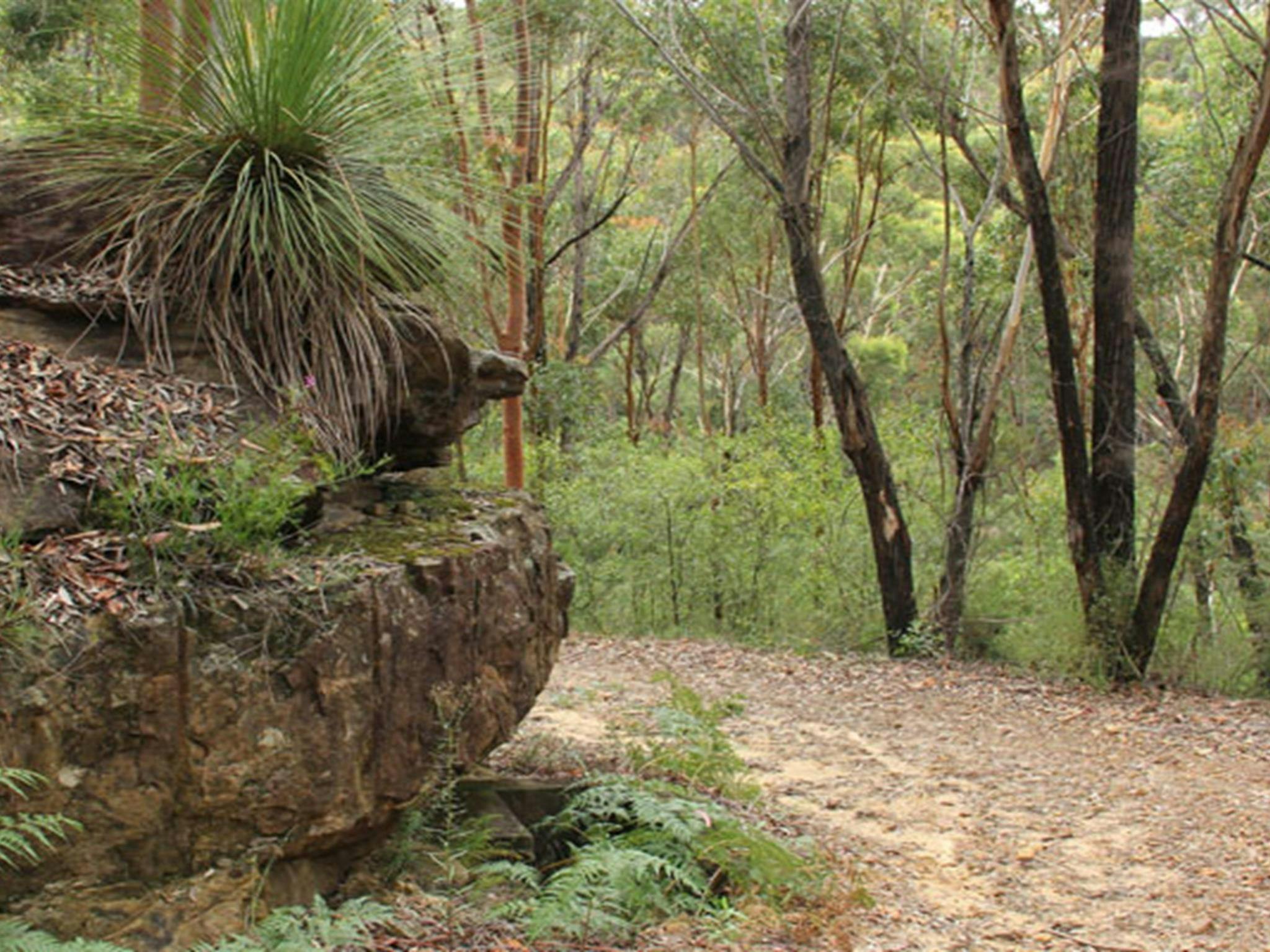 Walking track, Dharawal National Park. Photo: John Yurasek &copy; OEH