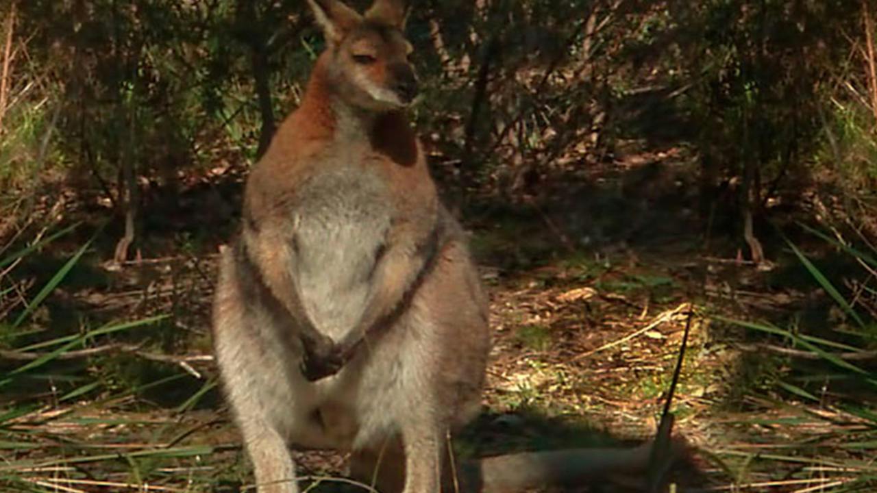 Wallaby picnic area