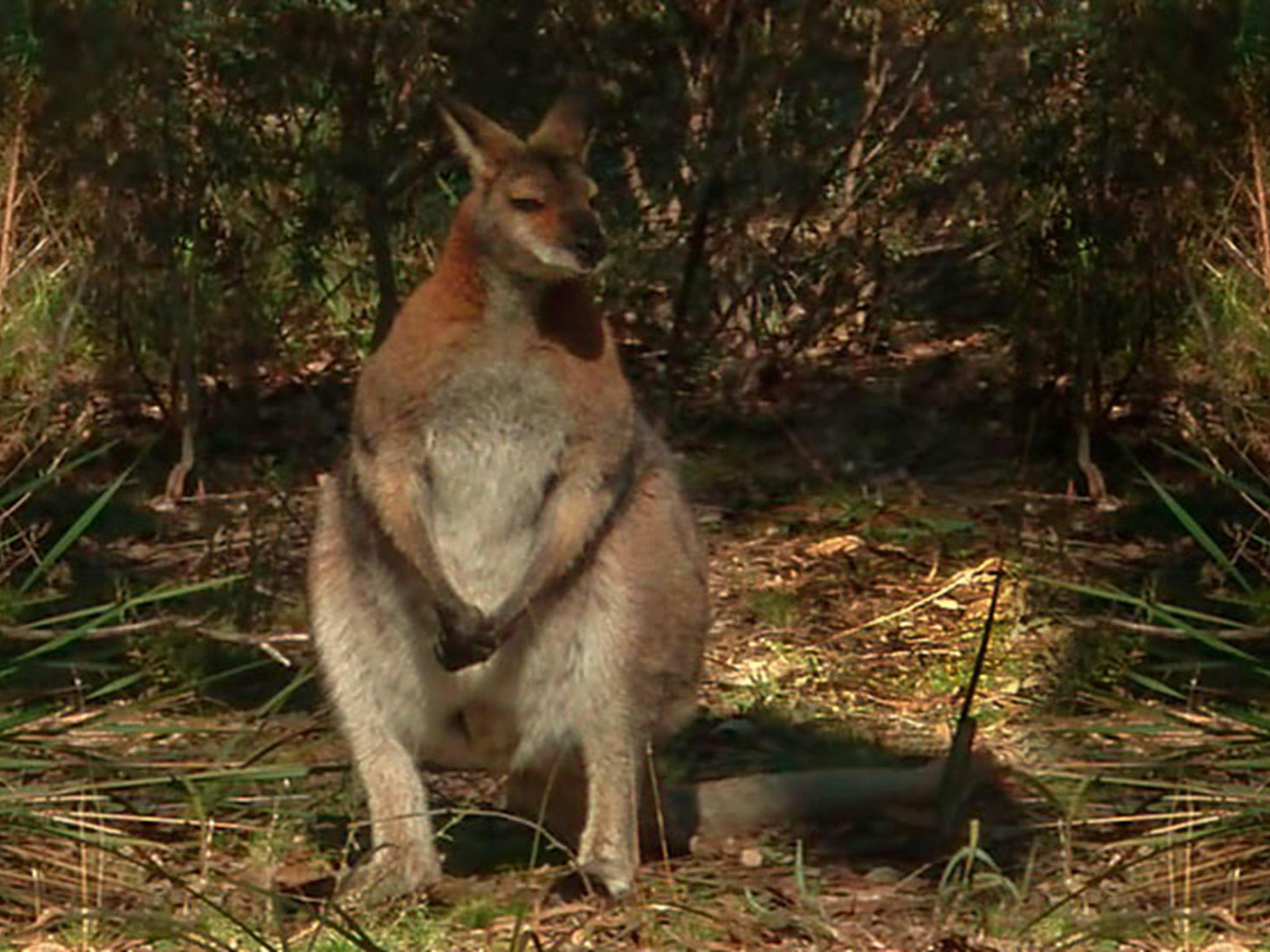 Wallaby Picnic Area